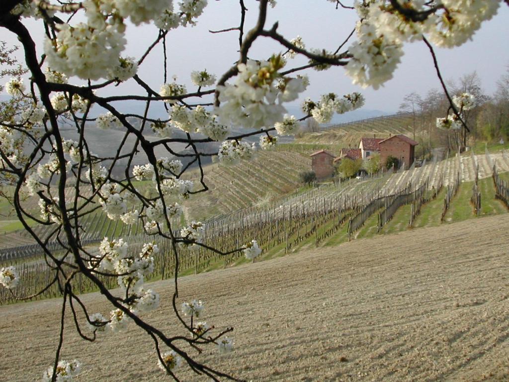 Cascina Il Ginepro Guest House Sinio Eksteriør bilde